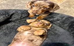 Miniature Dachshund dogs for sale: Stunning Miniature Smooth Dachshund - Image 13