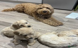 Goldendoodle dogs for sale: Golden doodle F1B stunning puppies  - Image 20