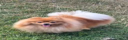 Pomeranian dogs for sale: Beautiful orange Pom girl for sale  - Advert 3