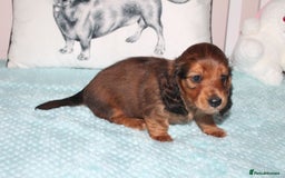 Dachshund dogs for sale: BEAUTIFUL KC REG MINI LONGHAIRED PUPPIES - Image 9