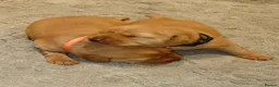 Labrador Retriever dogs for sale: Beautiful KC Registered Fox Red Labrador Puppies - Advert 17