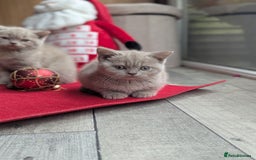 British Shorthair cats for sale: British shorthair  - Advert 9