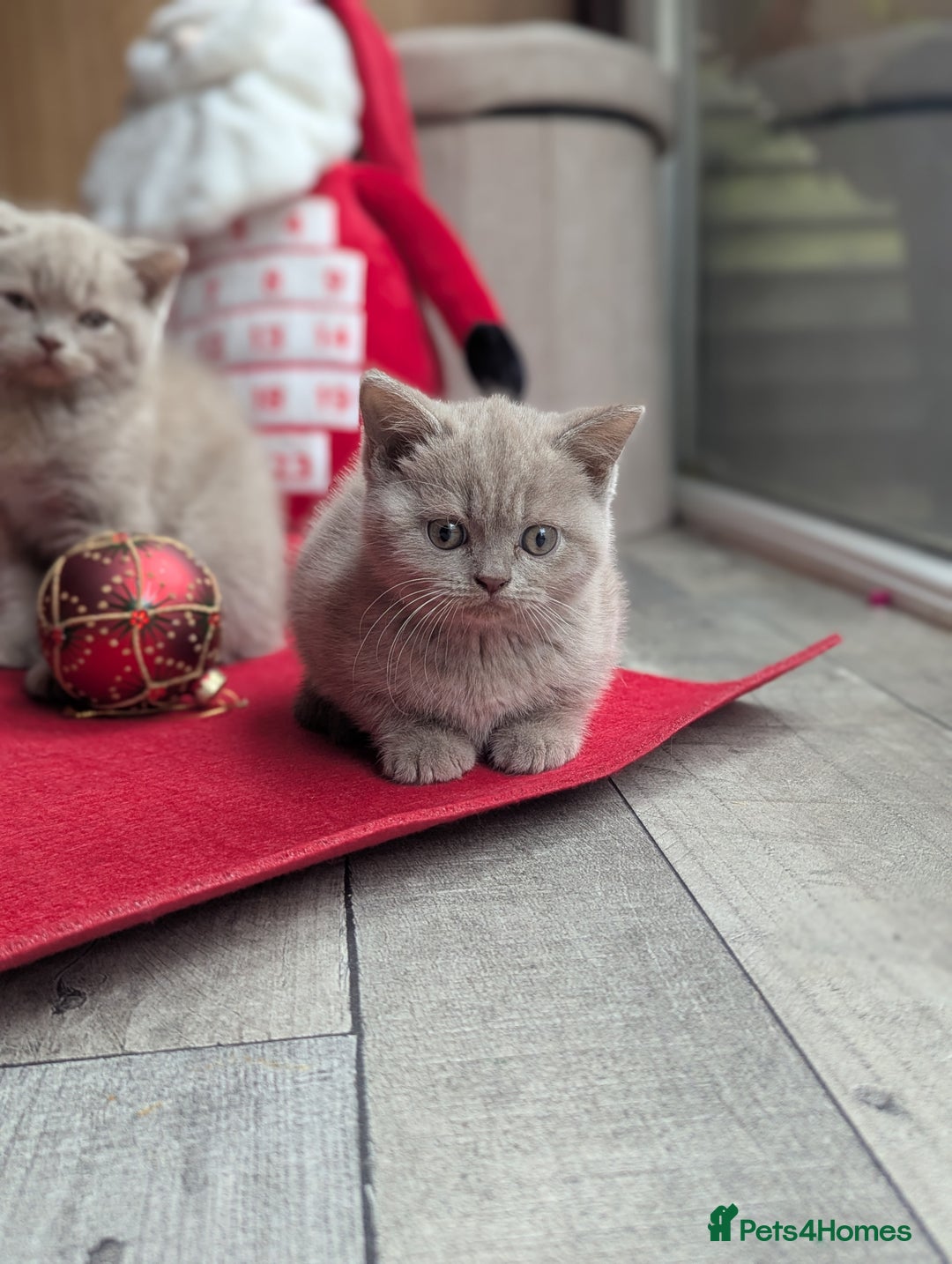 British Shorthair cats for sale: British shorthair  - Advert 9