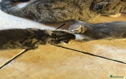 Domestic Shorthair cats for sale: 6 beautiful kittens for sale!!  - Image 12