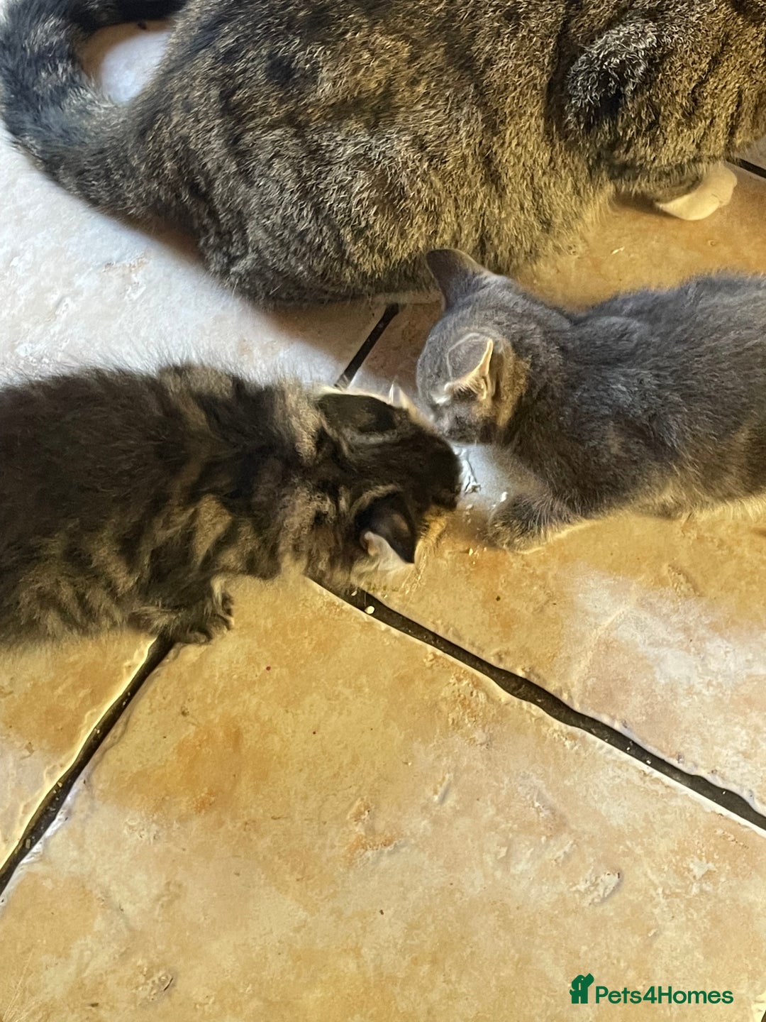 Domestic Shorthair cats for sale: 6 beautiful kittens for sale!!  - Image 12