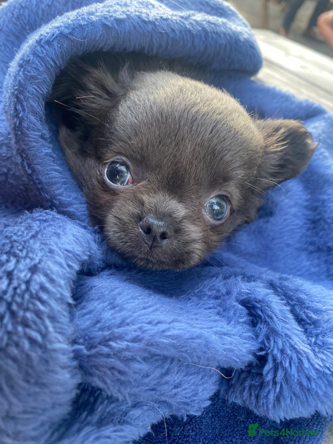 Chihuahua dogs for sale: Female fluffy girl Chihuahua 💕💕💕 - Image 2