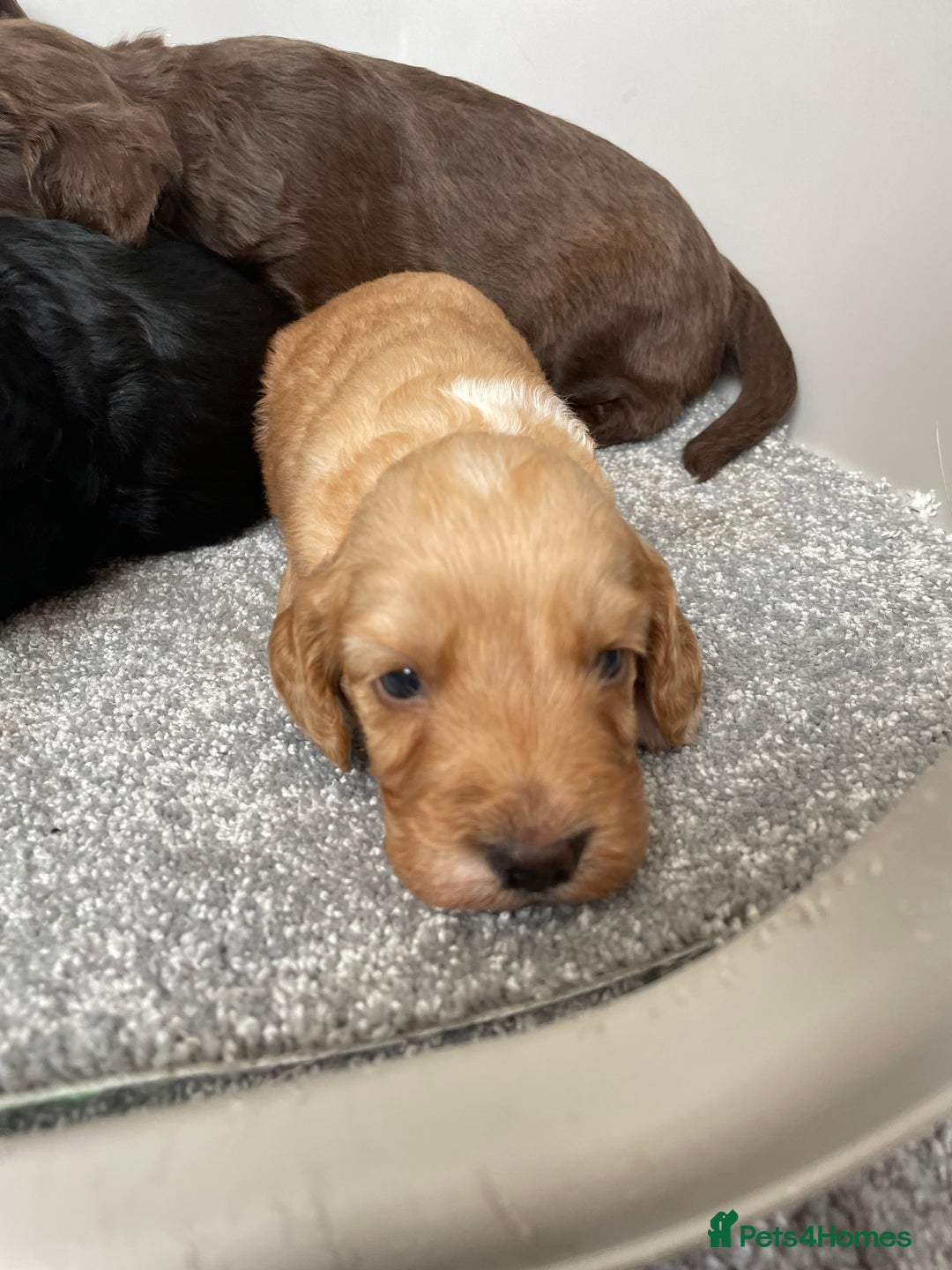 Cockapoo dogs for sale: F1 cockapoo p,r.a clear test - Image 23