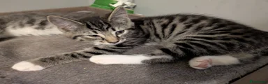 Grey Tabby