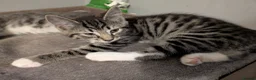 Mixed Breed cats for sale: Beautiful mixed breed Kittens  - Advert 12