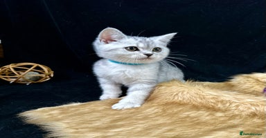 British Shorthair cats - Advert 13