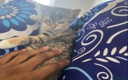 Mixed Breed cats for sale: Cat 5 months - Image 1