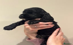 Cocker Spaniel dogs for sale: Beautiful show type cocker spaniels  - Image 6