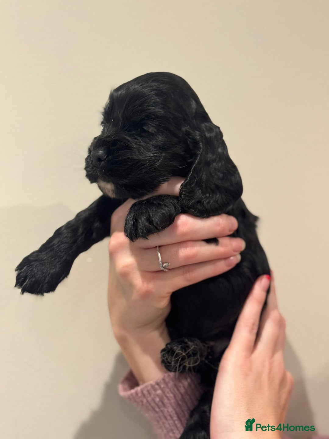 Cocker Spaniel dogs for sale: Beautiful show type cocker spaniels  - Image 6