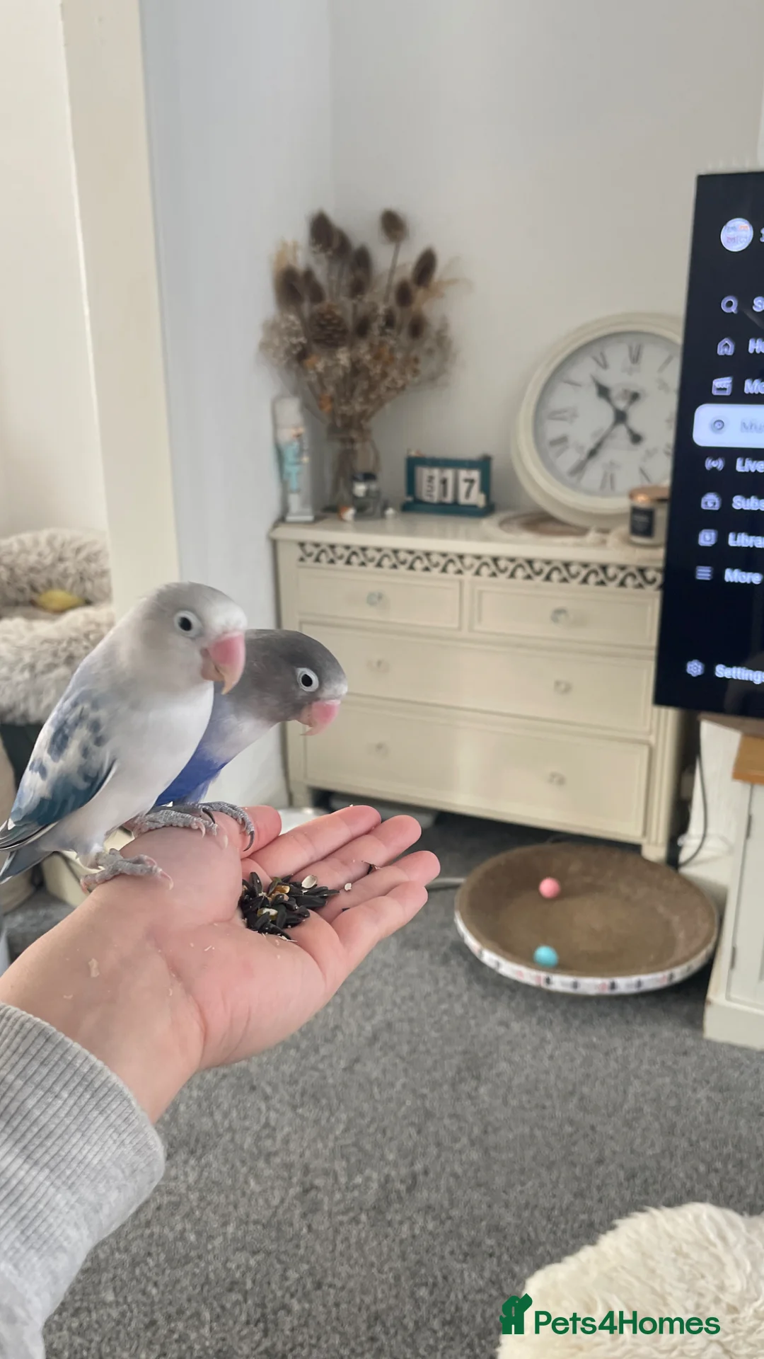 Lovebirds birds for sale: Love birds re home in Manchester - Advert 2