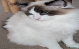 Ragdoll cats for sale: Ragdoll cat  - Image 2