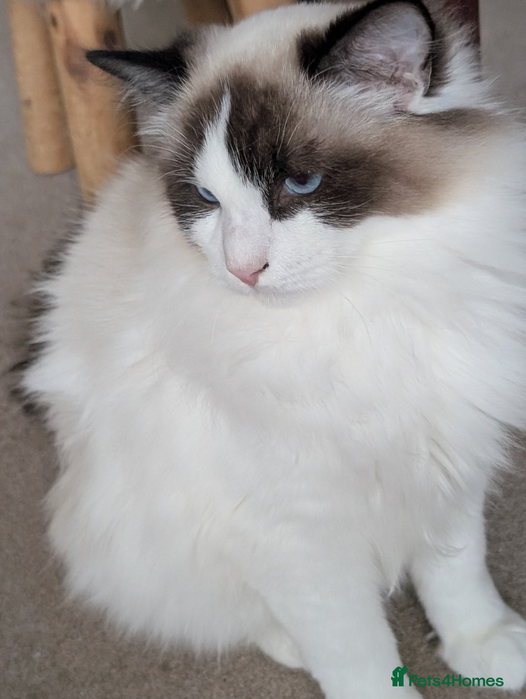 Ragdoll cats for sale: Ragdoll cat  - Image 2