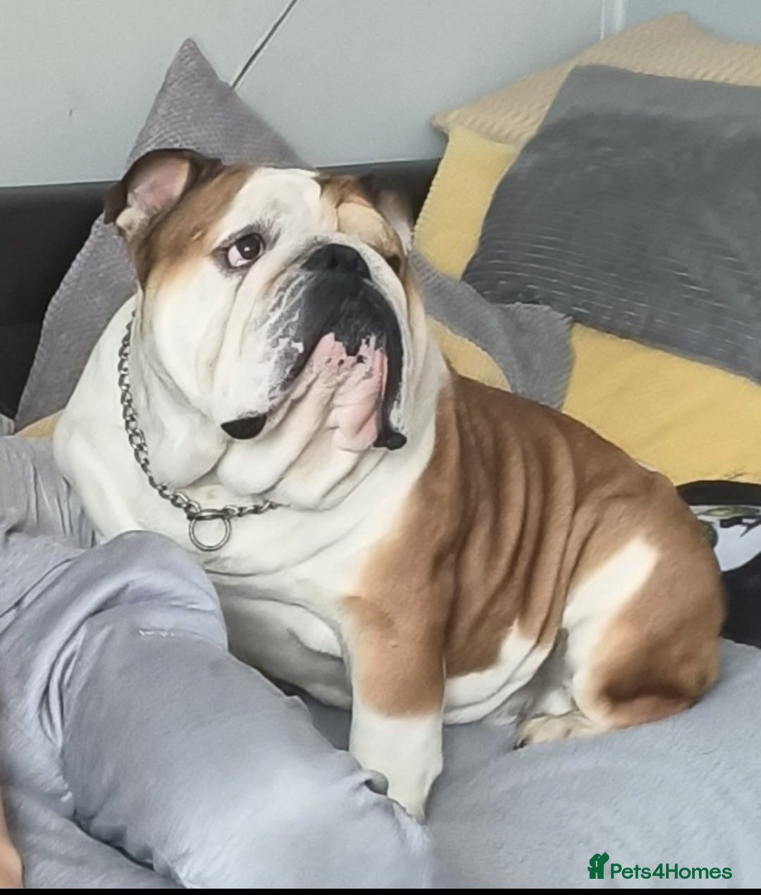 English Bulldog dogs for sale: Show Kennel Avaword Bulldog puppies  - Image 6