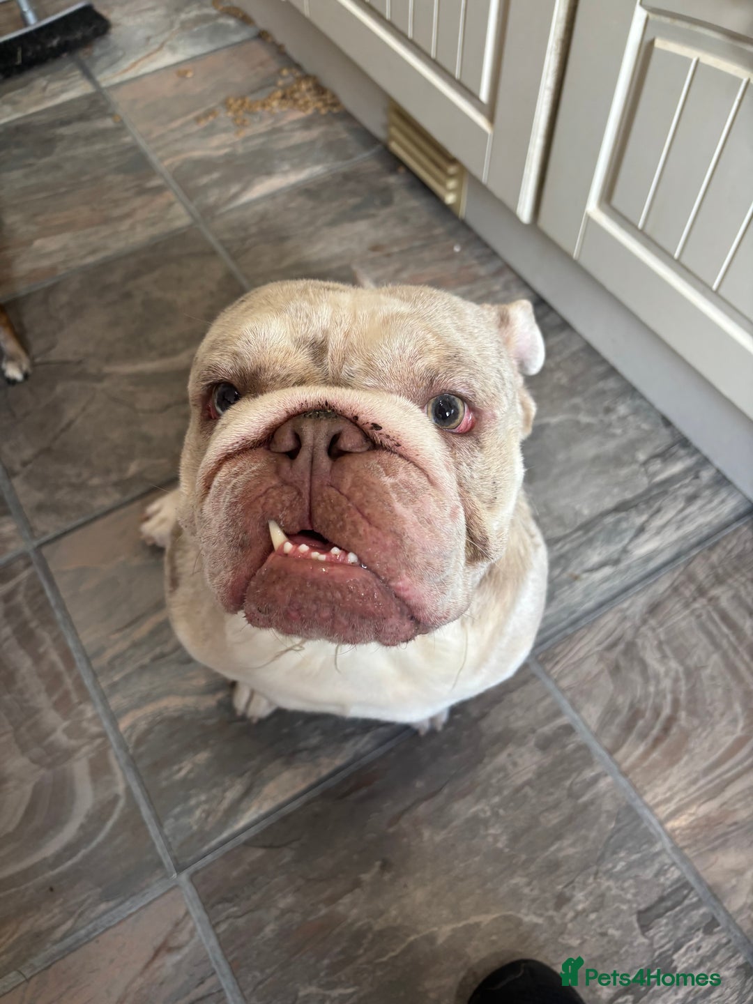 English Bulldog dogs for sale: English bulldog-Male - Image 3