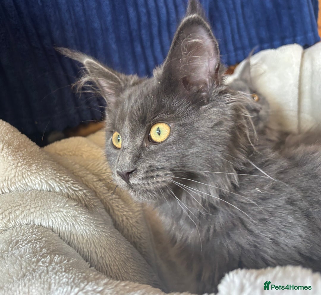 Maine Coon cats for sale: Blue Maine Coon kittens - Image 4