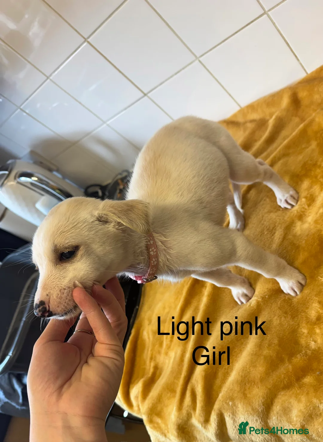 Lurcher dogs for sale: Mali x sluki puppies  - Advert 23