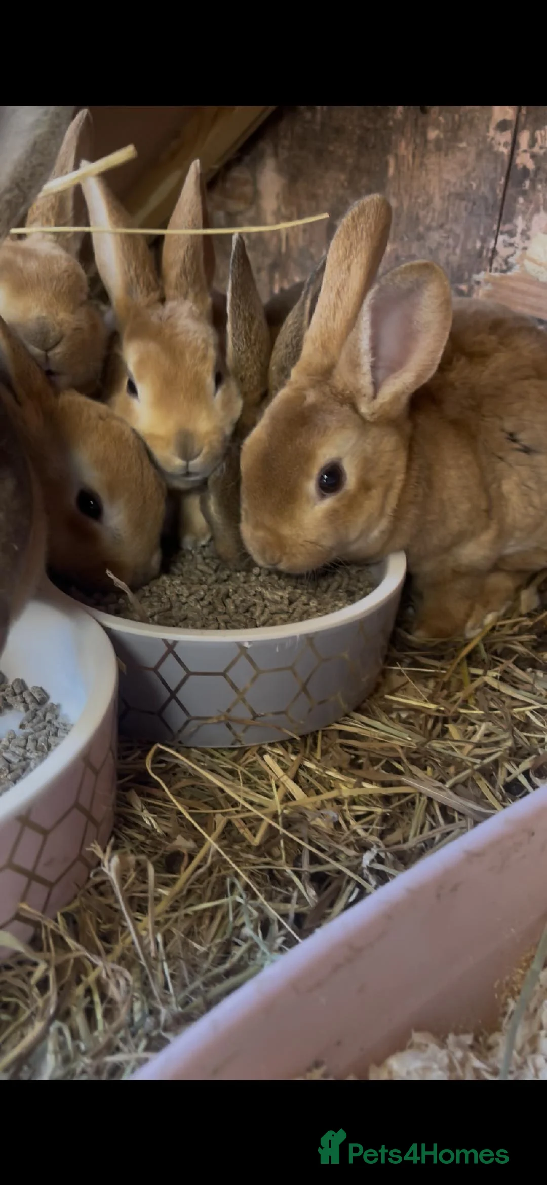 Rex rabbits for sale: Standard Rex Kits - Advert 1