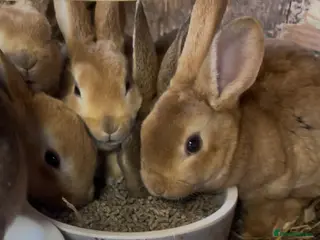 Rex rabbits Standard Rex Kits - Advert 11