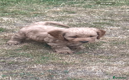 Cockapoo dogs for sale: Gorgeous F1 Cockapoo puppies - Image 4