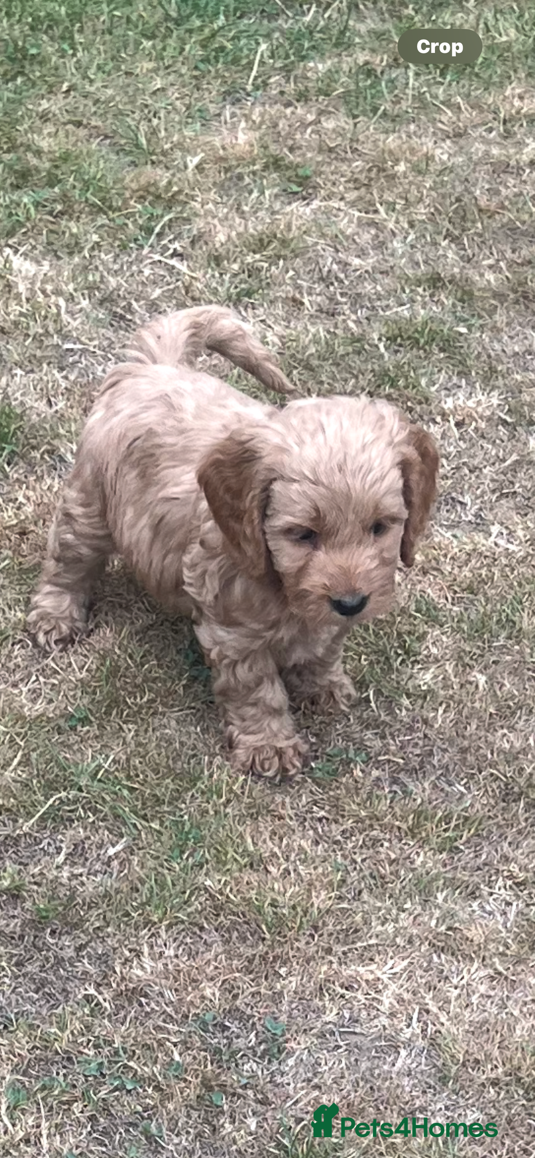 Cockapoo dogs for sale: Gorgeous F1 Cockapoo puppies - Image 4