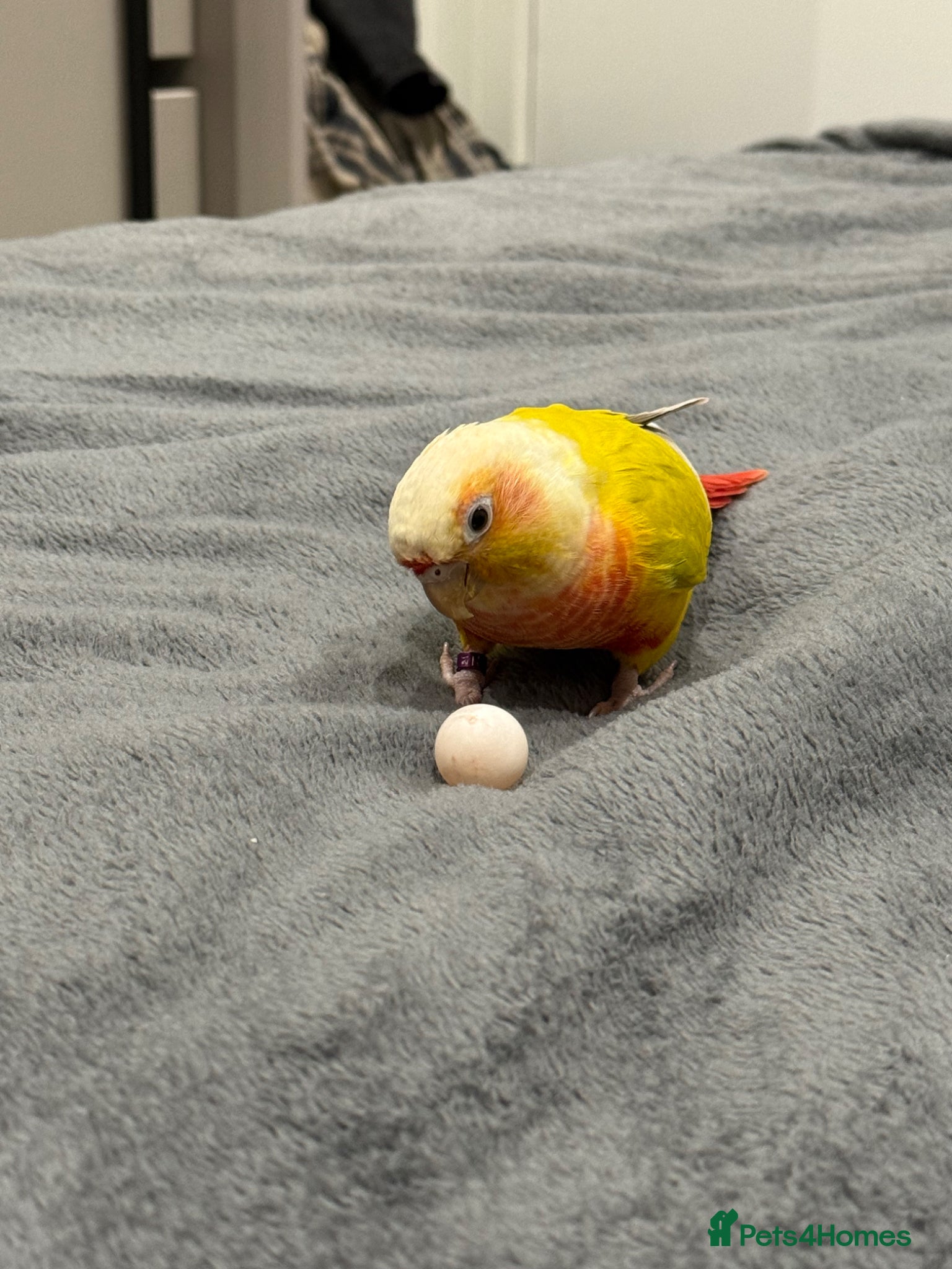 Conures birds   Pineapple Green-cheek Conure for Rehoming  - Advert 13