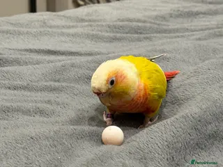 Conures birds Pineapple Green-cheek Conure for Rehoming - Advert 13