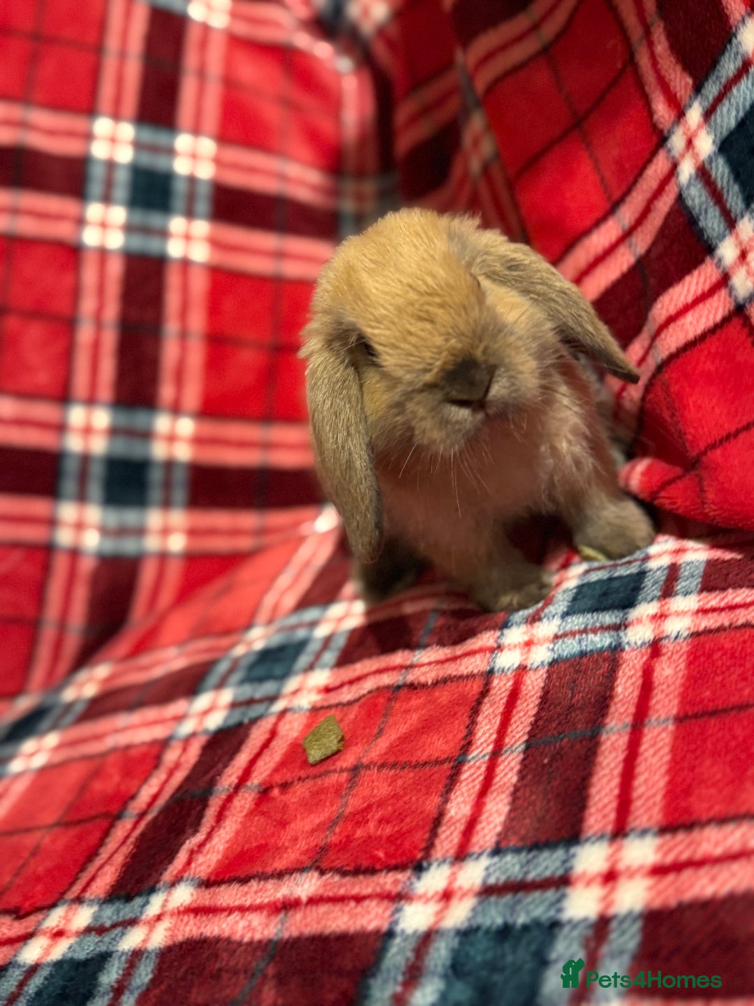 Mini Lop rabbits for sale: Beautiful Baby Mini Lops - Image 5