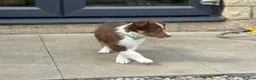 Border Collie dogs for sale: Exceptional Border collie pups  - Advert 22