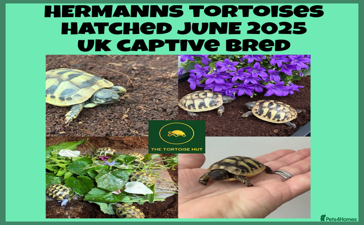 Hermann Tortoise reptiles - Advert 1