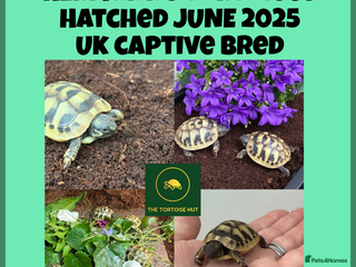 Hermann Tortoise reptiles - Advert 9