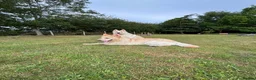 German Shepherd dogs for sale: Apricot/Cream GSD FEMALE  - Advert 16