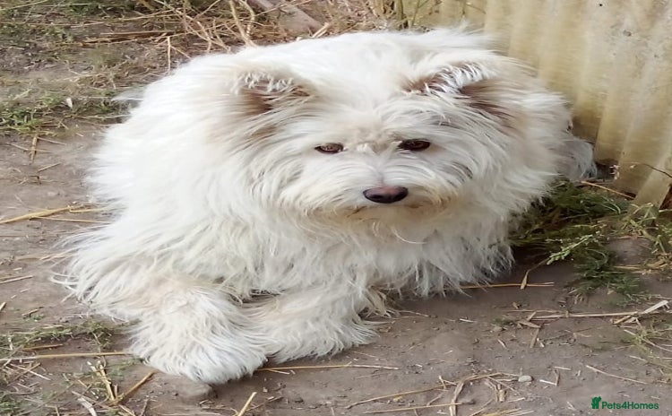 Mixed Breed dogs BLANCHE, a Lovely little girl - for a Loving Home - Advert 15