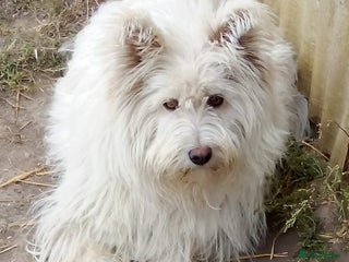 Mixed Breed dogs BLANCHE, a Lovely little girl - for a Loving Home - Advert 1