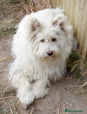 Mixed Breed dogs BLANCHE, a Lovely little girl - for a Loving Home - Advert 15
