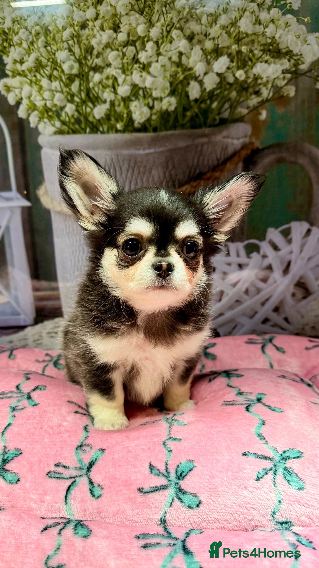 Chihuahua dogs for sale: 🤎🐾🖤Exotic LC RKC Husky Marking Boys🖤🐾🤎 - Advert 2