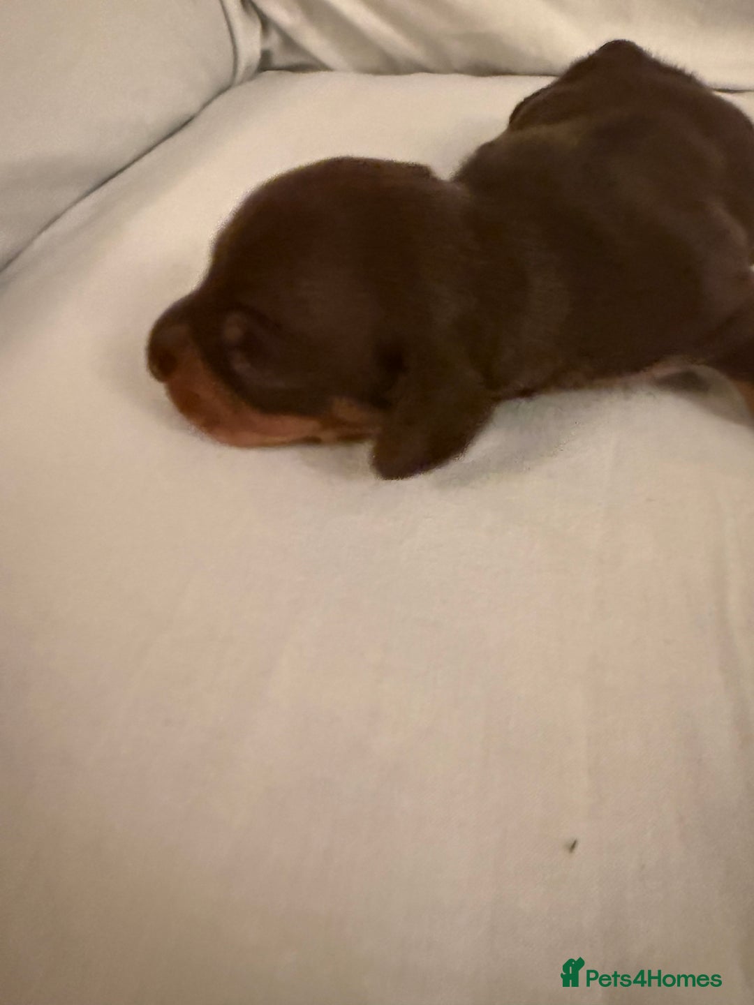 Dachshund dogs for sale: Miniature Dachshund puppies for sale - Advert 31