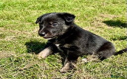 Mixed Breed dogs for sale: Lurcher cross collie pups - Image 4