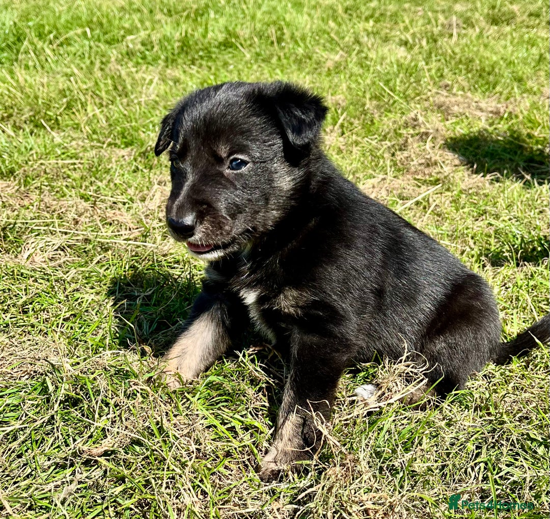 Mixed Breed dogs for sale: Lurcher cross collie pups - Image 4