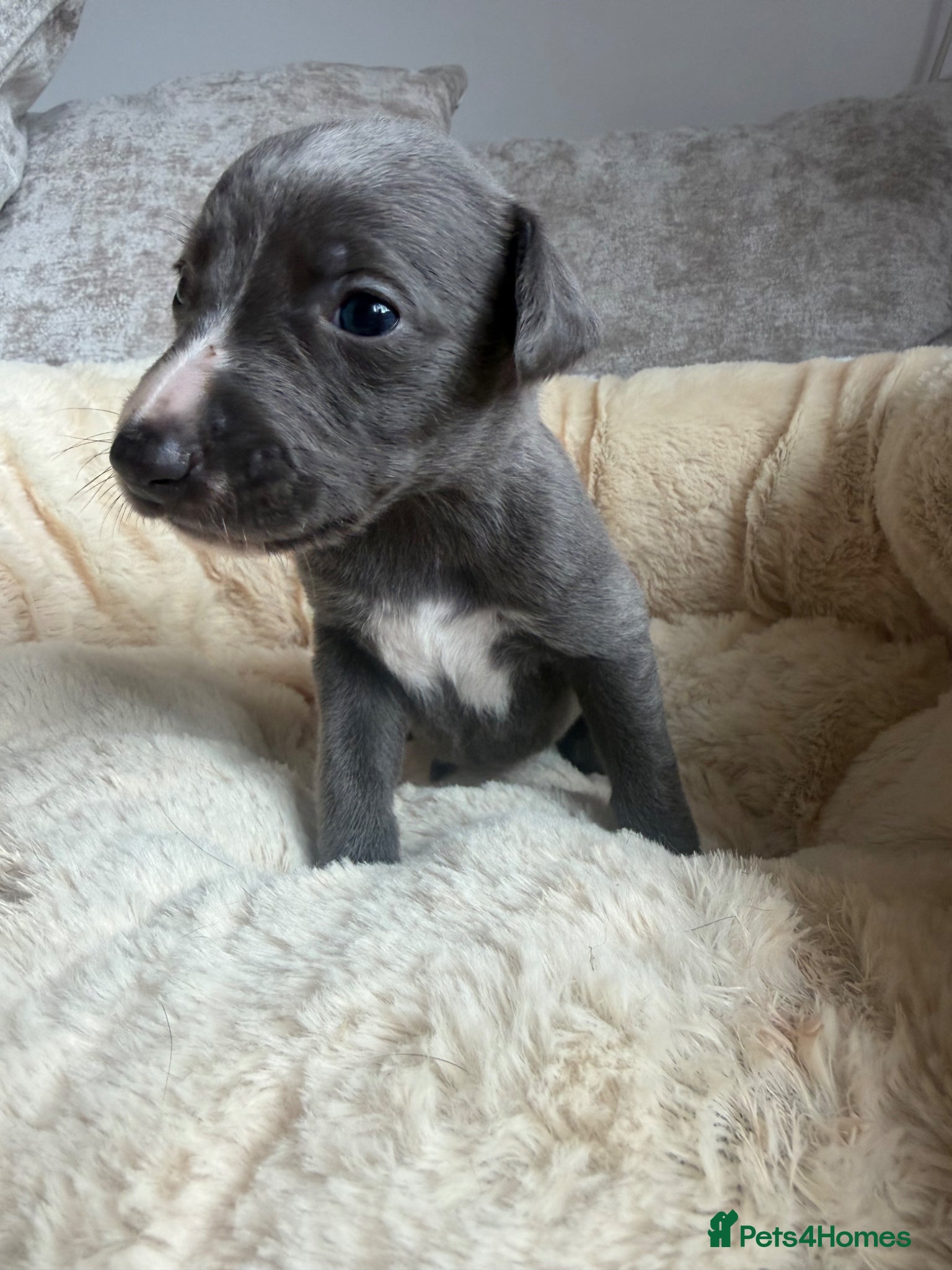 Whippet dogs Beautiful blue and blue and white whippet's  - Advert 5
