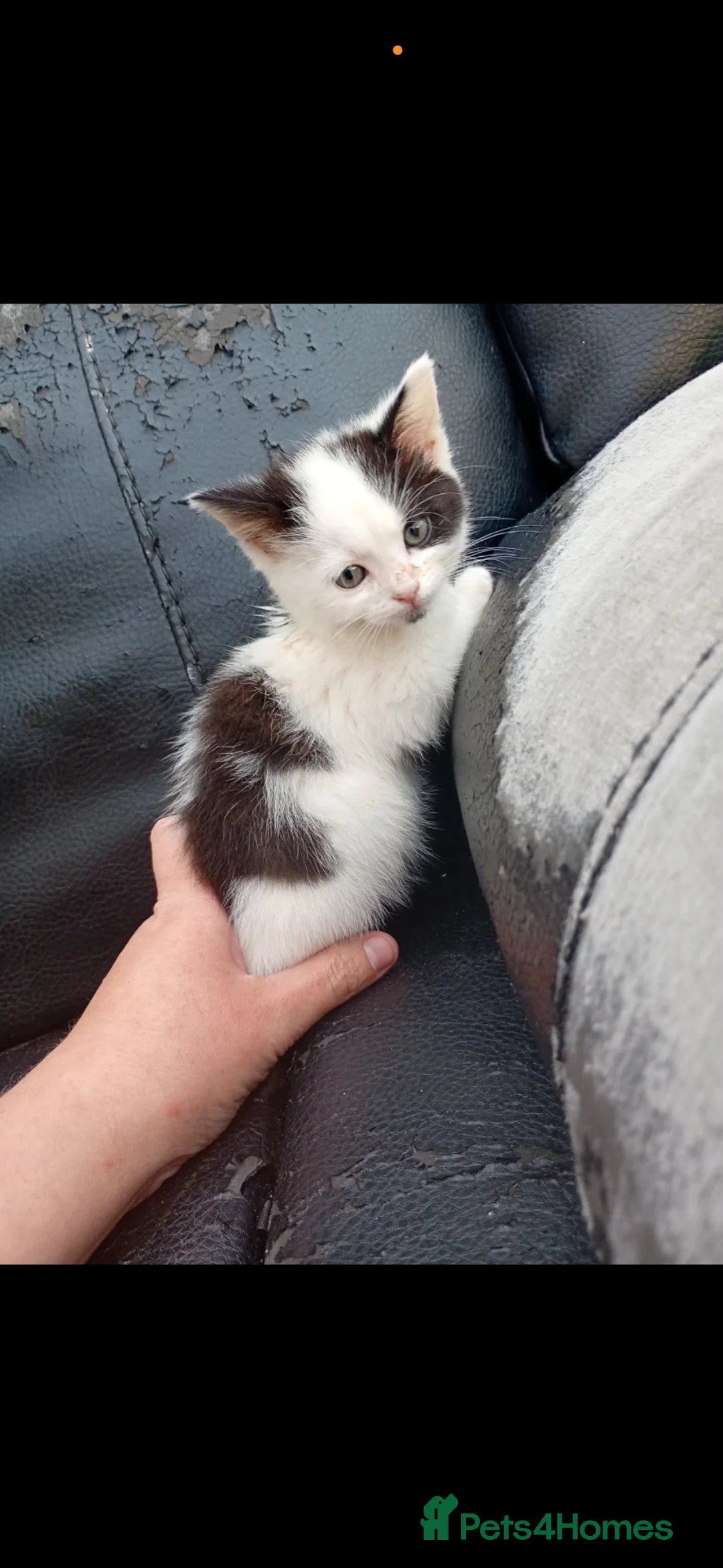 Mixed Breed cats for sale: 2 female kittens £40 each  - Advert 1
