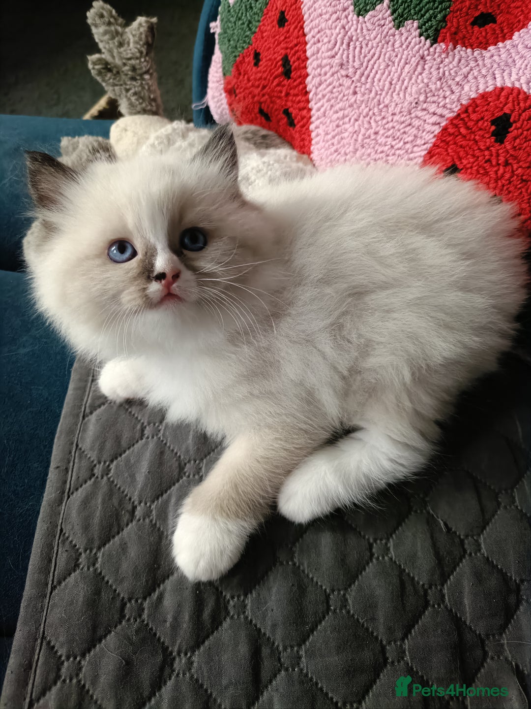 Ragdoll cats for sale: 💞 Beautiful Ragdoll 💞 - Image 18