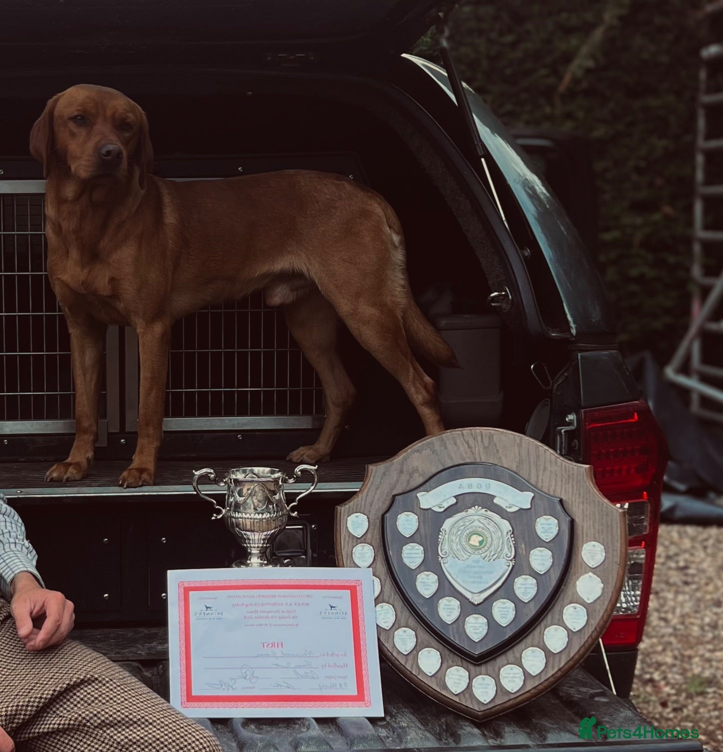 Labrador Retriever dogs **STANDING AT STUD** FTW Labradors - Advert 2
