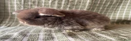 Mini Lop rabbits for sale: Mini lops does ready to reserve  - Advert 4
