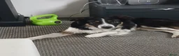 Border Collie dogs for sale: Taye and Enzo - Advert 3