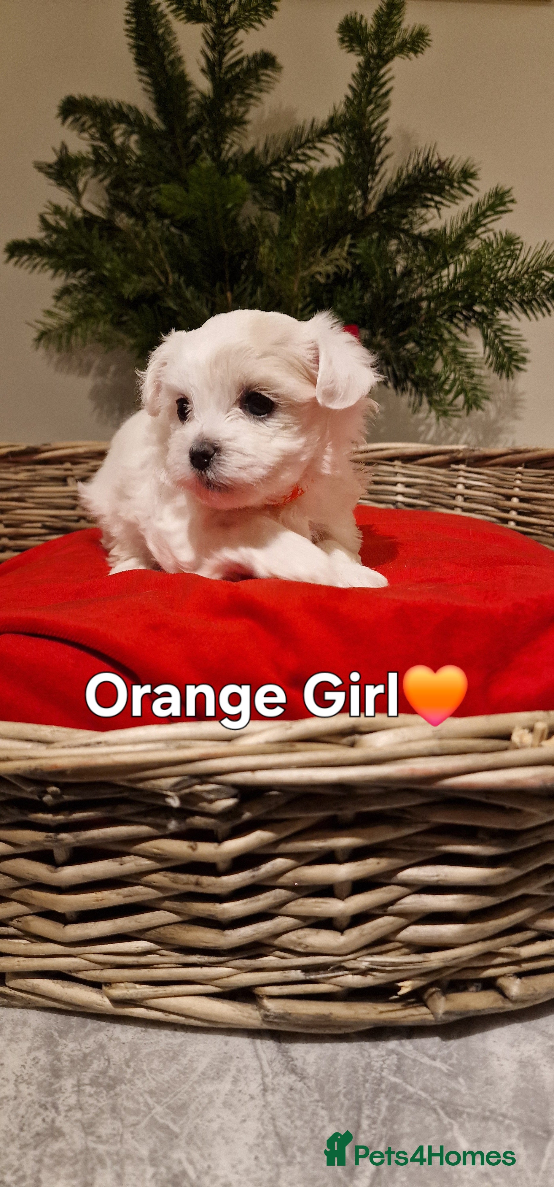 Maltese dogs 🐶🤍Maltese ORANGE Puppie💜🧡🐶 - Advert 6