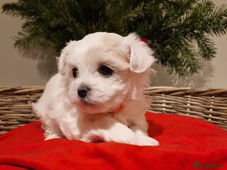 Maltese dogs 🐶🤍Maltese ORANGE Puppie💜🧡🐶 - Advert 6